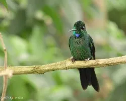 Heliodoxa jacula