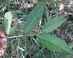 Id arbol 8