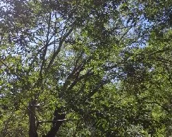 Id arbol 1