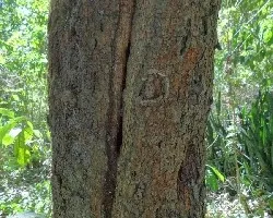 Id arbol 6