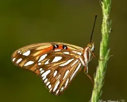 Agraulis vanillae