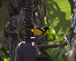 Icterus prosthemelas