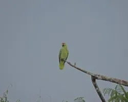 Amazona autumnalis