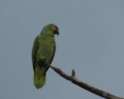Amazona autumnalis