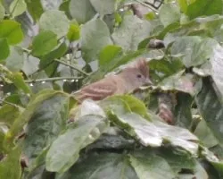 Elaenia flavogaster