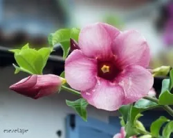 Allamanda violacea