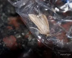 Polilla