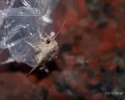 Polilla