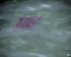 Aetobatus narinari