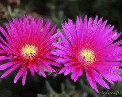 Colores extremos