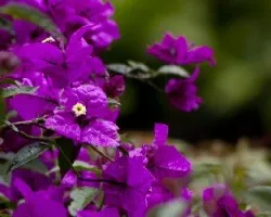 Bougainvillea spectabilis