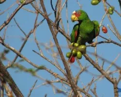 Amazona albifrons