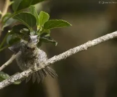 Disglossa plumbea