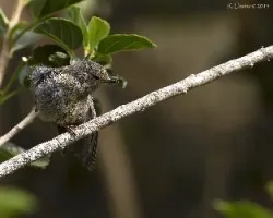 Diglossa plumbea