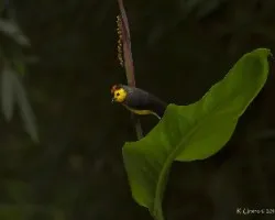 Myioborus torquatus