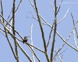Picaflor no identificado