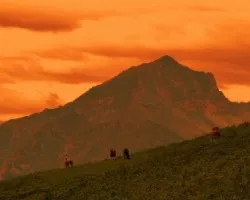 Pico pierzo