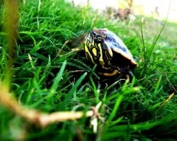 Tortuga 