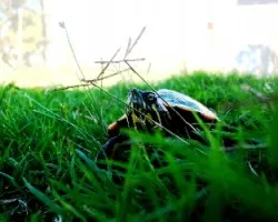 Tortuga toma 002
