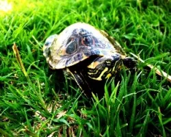 Tortuga toma 003