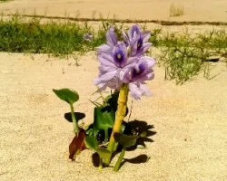 Flor 