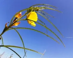 Flor del 