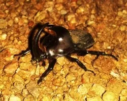 Escarabajo
