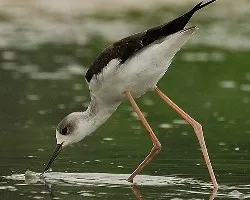 Himantopus himantopus