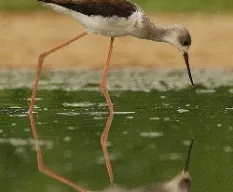 Himantopus himantopus