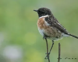 Saxicola torquata