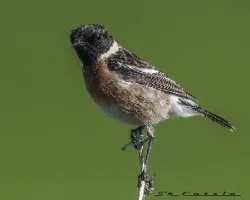 Saxicola torquata