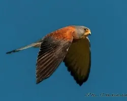 Falco naumanni