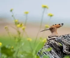 Upupa epops