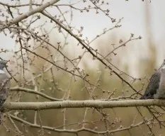 Columba palumbus