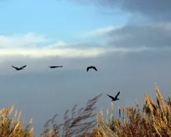 Phalacrocorax carbo