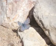 Identificación lepidóptero