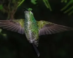 Heliodoxa jacula