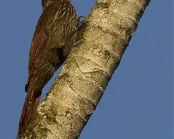 Lepidocolaptes souleyetii