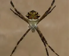 Argiope argentata