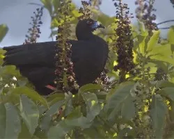 Chamaepetes unicolor