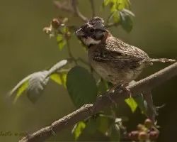 Zonotrichia capensis