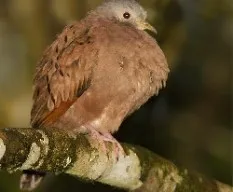 Columbina talpacoti