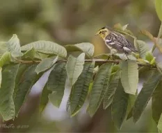 Setophaga fusca