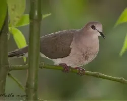 Leptotila verreauxi