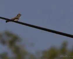 Stelgidopteryx serripennis