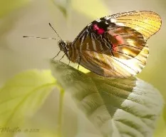 Anetia thirza insignis (Salvin, 1869)
