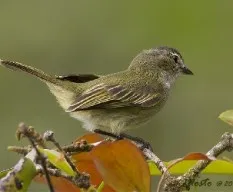 Zimmerius vilissimus