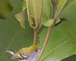 Setophaga pensylvanica