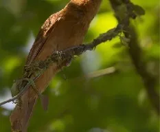 Identificar