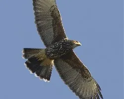 Parabuteo unicinctus